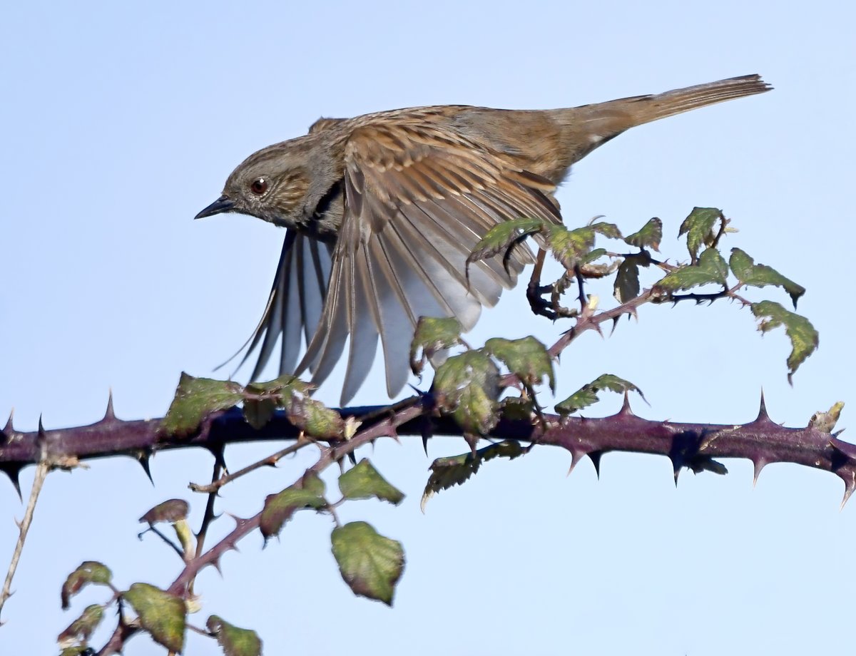 CarlBovisNature's tweet image. Dunnock on bramble. 😀
#TwitterNatureCommunity 🐦