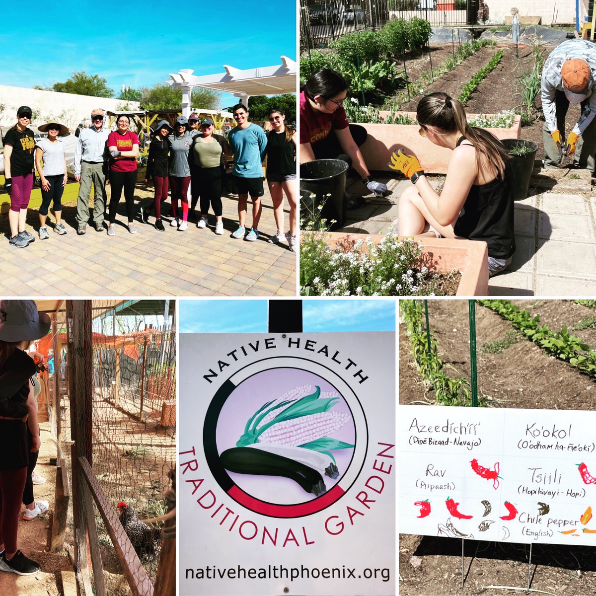 SwapnaReddy01's tweet photo. Lovely am service @nativehealthphx Traditional Garden. Thx to @asuhealth #HPEN faculty &amp; students for getting in the dirt! Awesome community garden w traditional growing practices &amp; produce used at Native food pantry, wellness &amp; diabetes programs! 👩🏽‍🌾🥬 https://t.co/jNsQXnNPiW