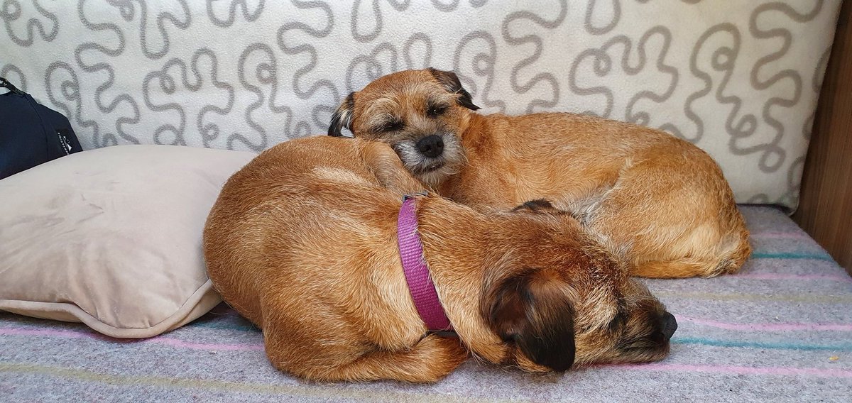 HWicket's tweet image. #puggled