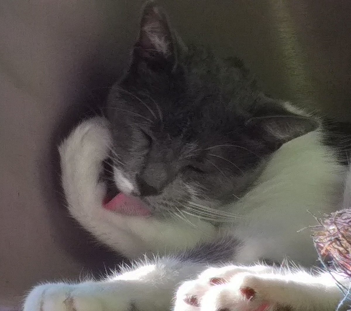 sasakitten's tweet photo. miren que lindas patitas https://t.co/4ytmDXjfQd