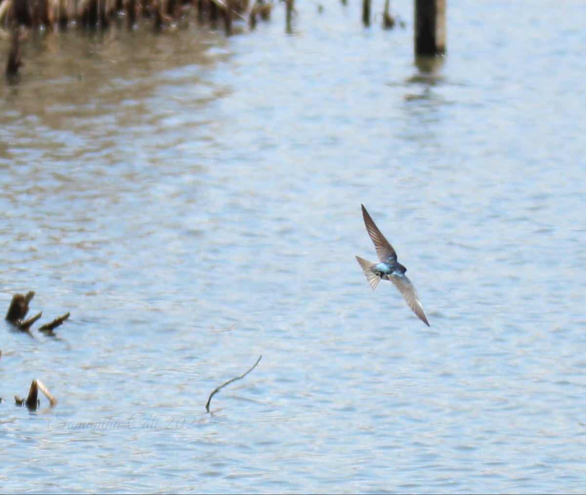 CalisCreatures's tweet photo. Had one of my most rewarding photography experiences today 💙 After 3 hours and about 4000 photos 😅 I finally got photos of Tree Swallows! Pictured is an Adult Male Tree Swallow. This experience has taught me a lot about photographing birds in flight. https://t.co/FYrMlwIWzj