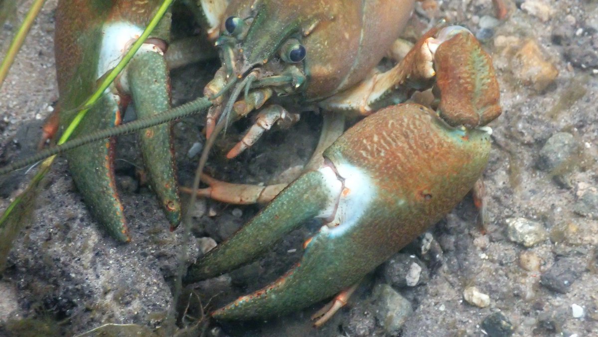 numenini's tweet photo. River Nar at Blackborough heavily infested with Signal Crayfish. Interesting how much they vary in colour - some with blue claws, some red.
#signalcrayfish #AlienInvasive #Invasive #NonNative #InvasiveSpecies #crustacean #RiverNar #Wormegay #Norfolk #chalkstreams #KingsLynn 2/7 https://t.co/XXMBh6YIY4