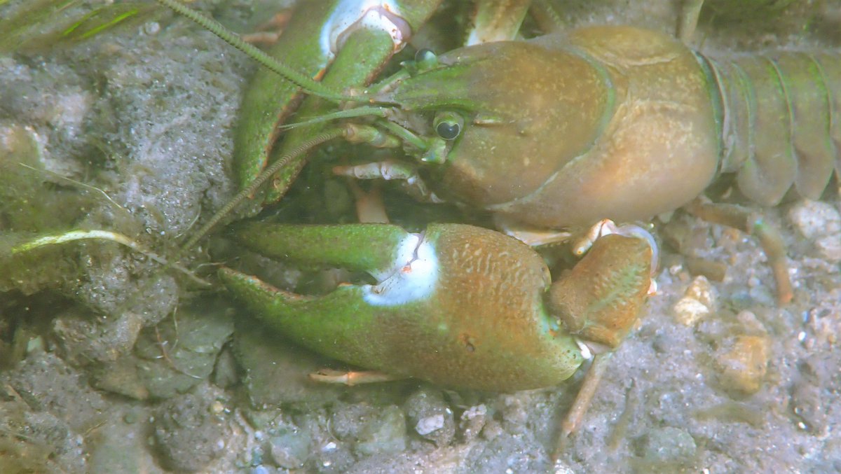 numenini's tweet photo. River Nar at Blackborough heavily infested with Signal Crayfish. Interesting how much they vary in colour - some with blue claws, some red.
#signalcrayfish #AlienInvasive #Invasive #NonNative #InvasiveSpecies #crustacean #RiverNar #Wormegay #Norfolk #chalkstreams #KingsLynn 2/7 https://t.co/XXMBh6YIY4