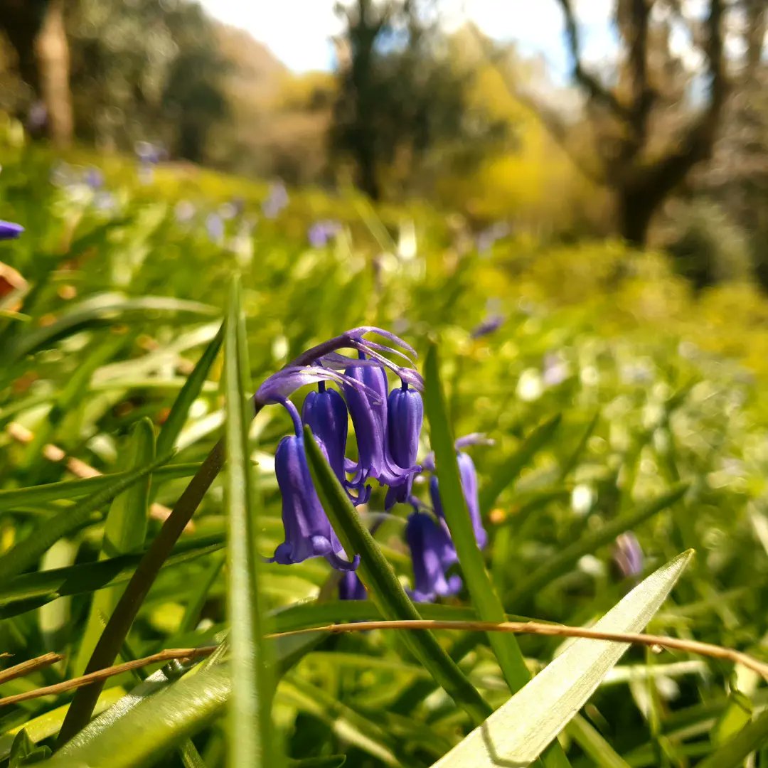 Whispering_Wild's tweet photo. A day of firsts, the swallows arrived with relief quickly turned to glee and the bluebells are beginning their prayerful bloom in the wood.
#springscenes #nature #firstsigns https://t.co/XoQwwupxme