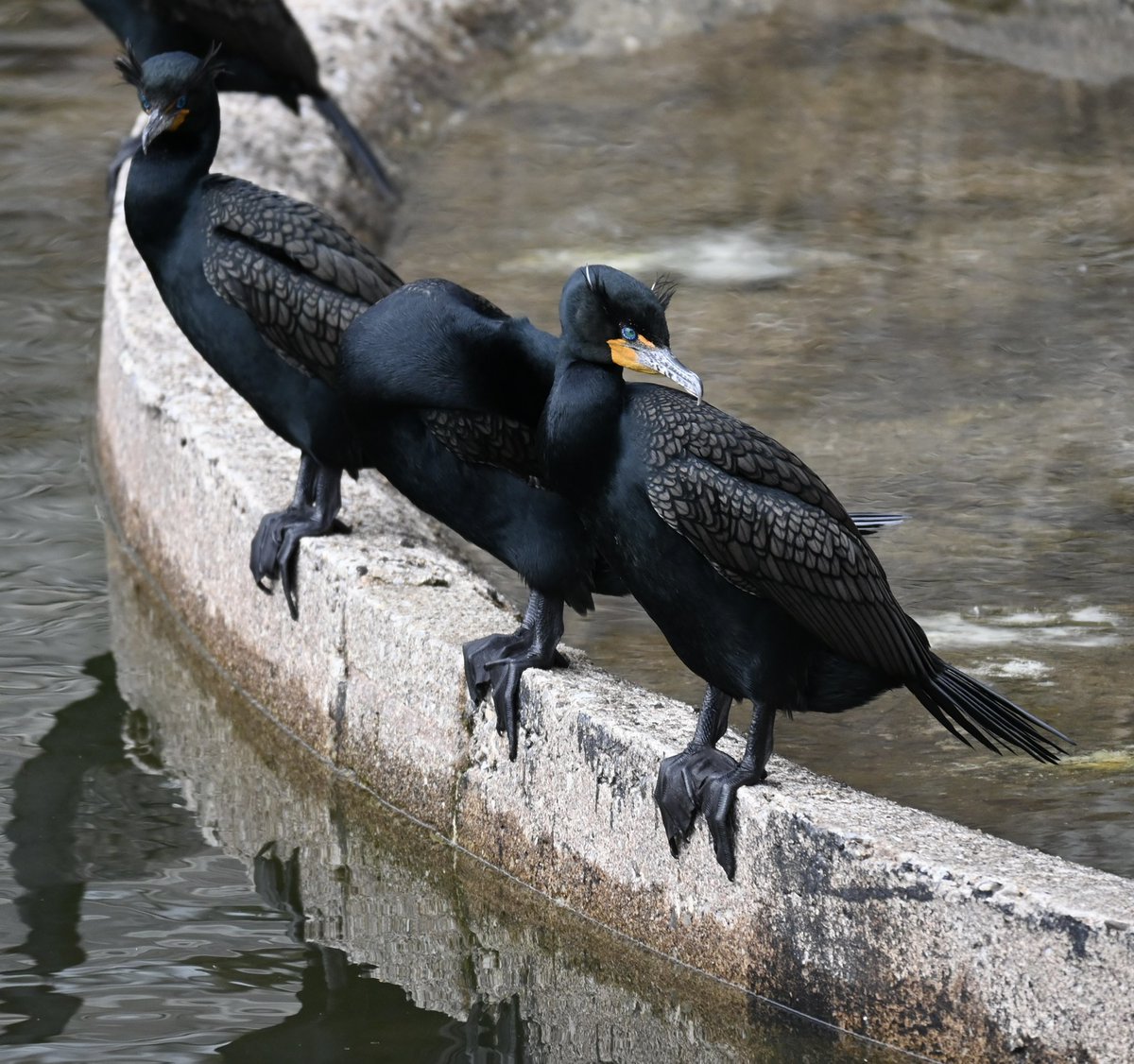 lorifaithnyc's tweet image. I’ve read that a group of Cormorants is called a “gulp” perhaps that’s for the way they gulp down fish.. #birdcpp #mymorningwalk #turtlepond #birds #birdwatching