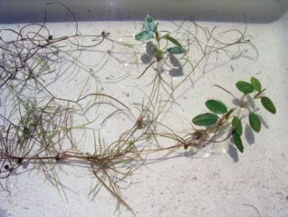 facts_plant's tweet photo. Variable-leaf pondweed can be removed by raking or seining but will reestablish from any remaining roots and seeds.  Submerged portions of this plant provide habitat for many micro- and macroinvertebrates. Seeds are consumed by waterfowl.
https://t.co/R0U42AlQHf https://t.co/3sjTJCRm0E