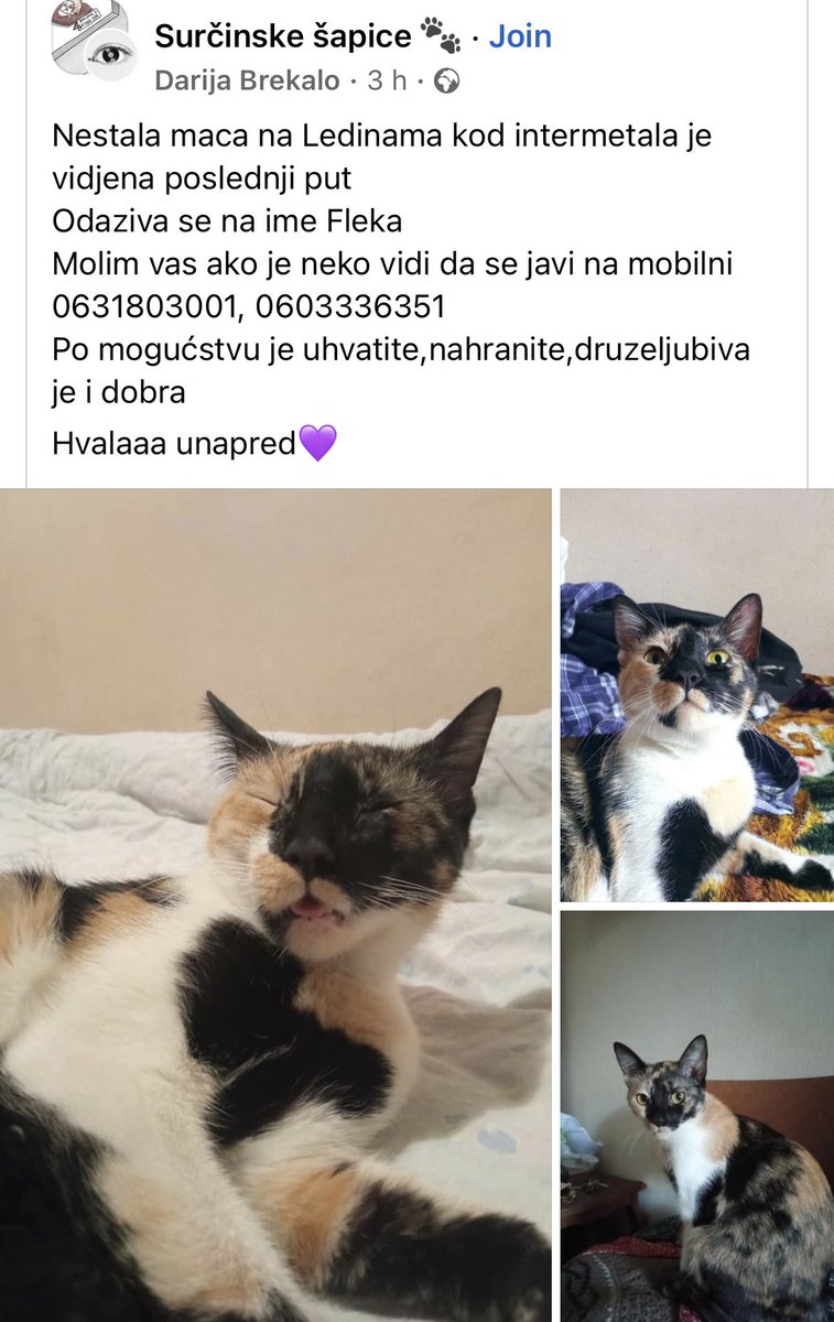 udomljavanje's tweet photo. NESTALA. LEDINE. https://t.co/WUeA62VxVY