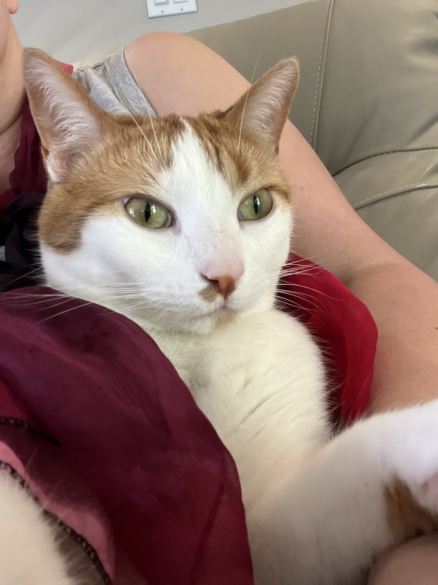 NatalieL72's tweet photo. Purring Cat Approves Silk Scarf. #CatsofTwittter https://t.co/jbHgAK7YpL