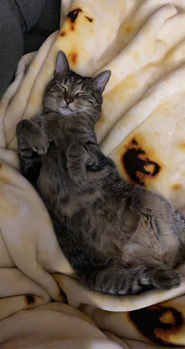 Apollo80860310's tweet photo. Apollo: Happy #Caturday evfurryone 🐾 We are just relaxing today and I figured I would give mom my belly 😸 #CatsOfTwitter #AdoptDontShop #CatsOnTwitter #Caturday #Belly #Comfy https://t.co/uKMoaplIKu