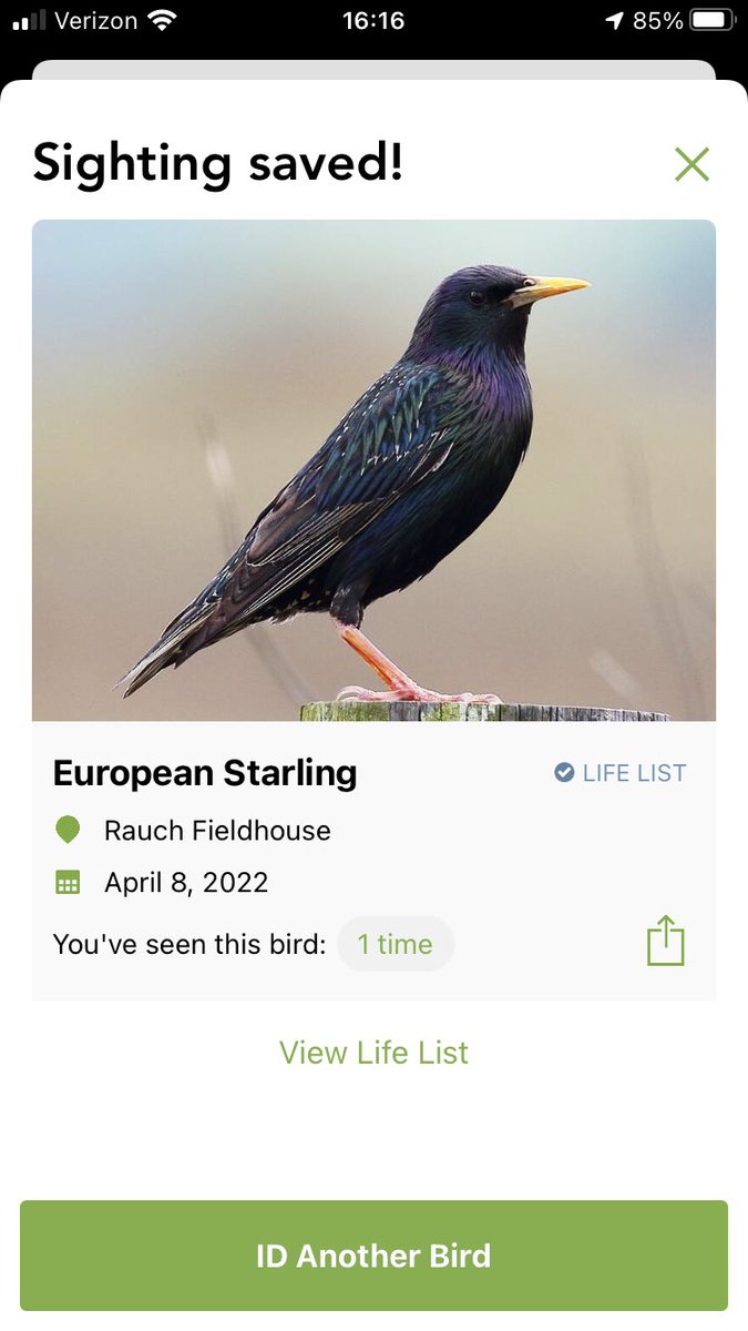 beeecucumber's tweet photo. Spotted this bird inside when grabbing marching band instruments—turns out it’s the invasive (Shakespeare-driven) starling we learned about in class! #ees028 https://t.co/oNWgs0XfEZ