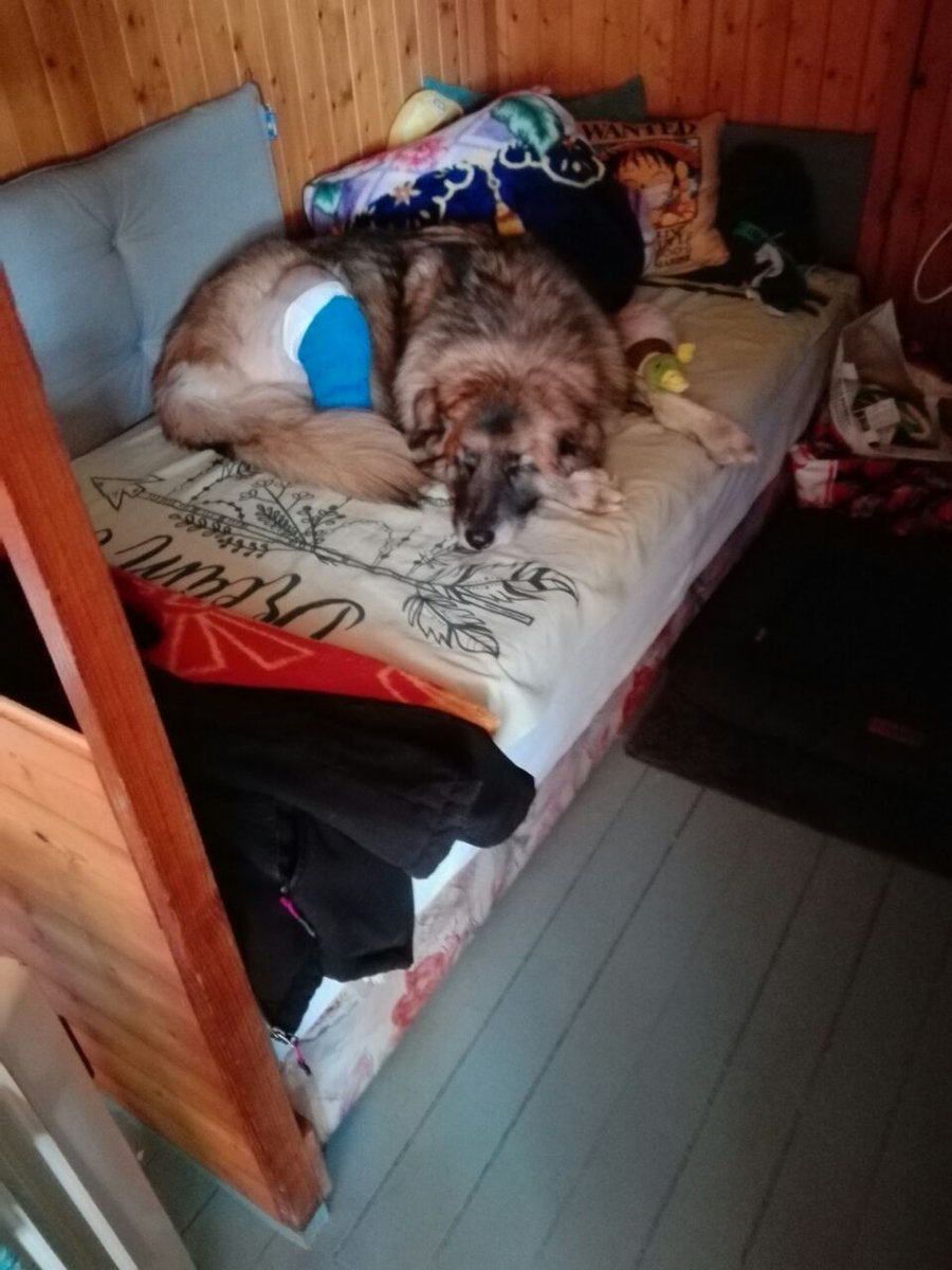 update lucy had her second operation, she is having strink pain because they did a humungus surgery process to her poor leggy. But she is looking forward and could even play for a bit today! Now she resting..