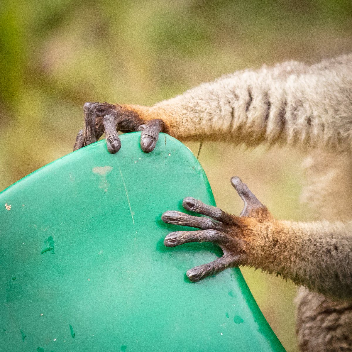 PaultjeNl's tweet photo. Hands much like humans 🐒
#lemurs #lemursofinstagram #lemursofmadagascar https://t.co/VWlzvFUujb
