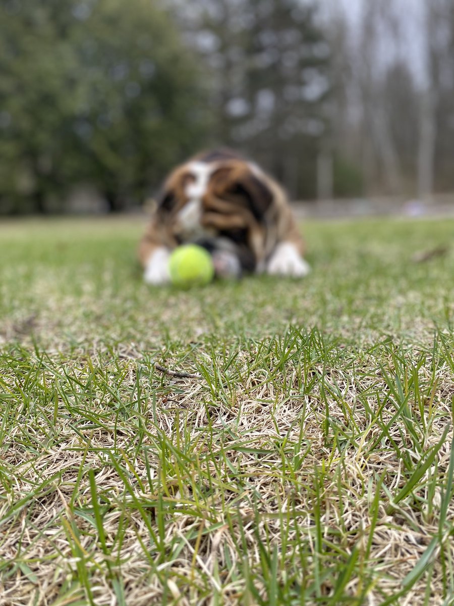 BruceTheBulldo3's tweet photo. Bruce is a year and a half today! 🥳 https://t.co/ceK4R1o4og