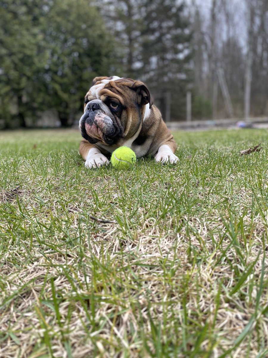 BruceTheBulldo3's tweet photo. Bruce is a year and a half today! 🥳 https://t.co/ceK4R1o4og
