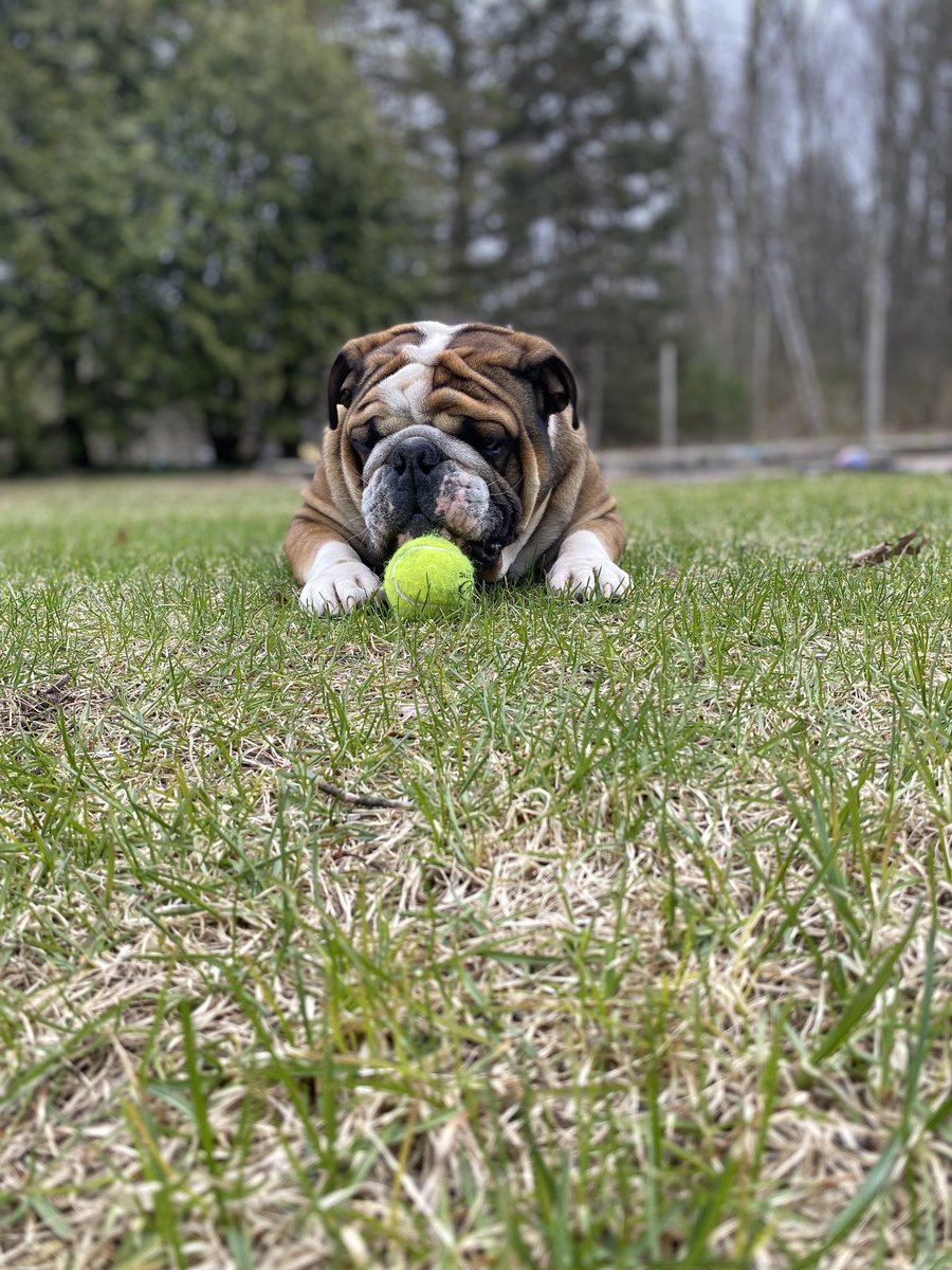 BruceTheBulldo3's tweet photo. Bruce is a year and a half today! 🥳 https://t.co/ceK4R1o4og