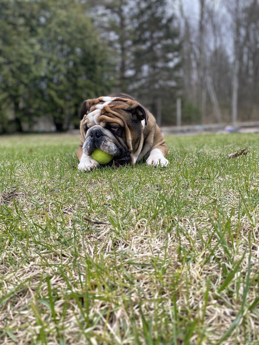 BruceTheBulldo3's tweet photo. Bruce is a year and a half today! 🥳 https://t.co/ceK4R1o4og