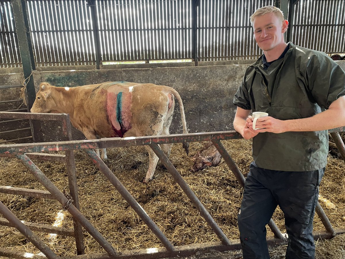 Spikehead007's tweet photo. Not opening … so we had to perform a Caesarian. Upon clipping we realised that there had been two previous ‘entries’. I did last years Caesar !  #calwetonfarmvets  #VetPartners https://t.co/R3CZj3yAsA