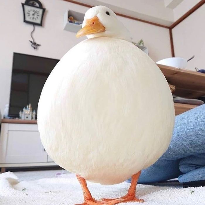 ducksdailyy's tweet photo. https://t.co/OdVZJNLqvf