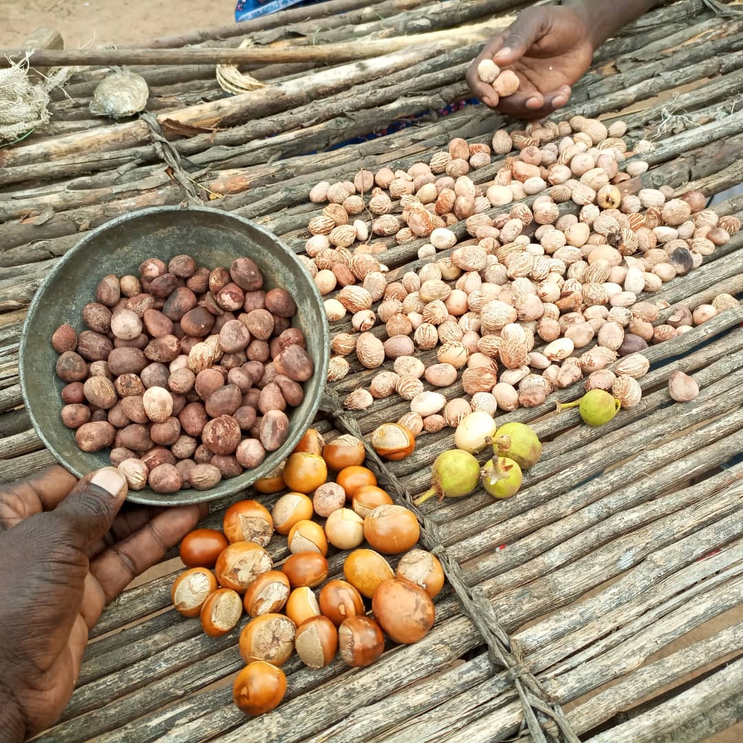You might have come across or even used Shea butter in lotions, shampoo or other products. 

For my indigenous community and I, its much more personal. 

Known as Kumara in our local dialect....🧵 
/1 👇🏾
