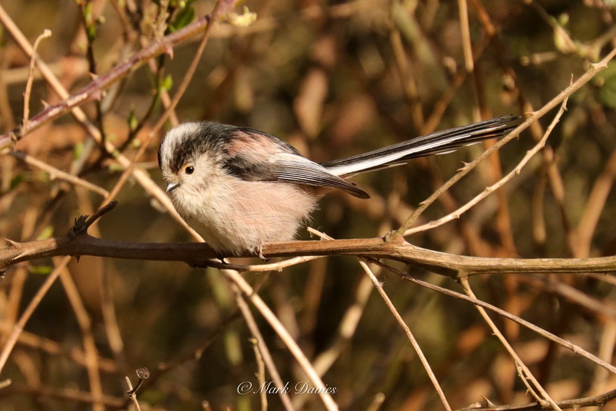 Marky64's tweet photo. Long tailed tit 

#birding #birdwatching #BirdsSeenIn2022 #photo #NaturePhotography #birdphotography #bird #BBCspringwatch #TwitterNatureCommunity https://t.co/Xxk7TvjiMv