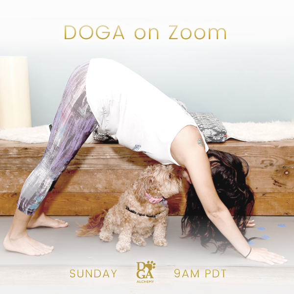 It's time for another Sunday Doga on Zoom. 

Please join us tomorrow

04/10/22
9am-10am pdt

Please sign up b4 start time via the link below:

stephkang.as.me/virtualdoga 

Wishing you &amp; your fur babies an amazing weekend. 

- mailchi.mp/9a13c7145063/e…