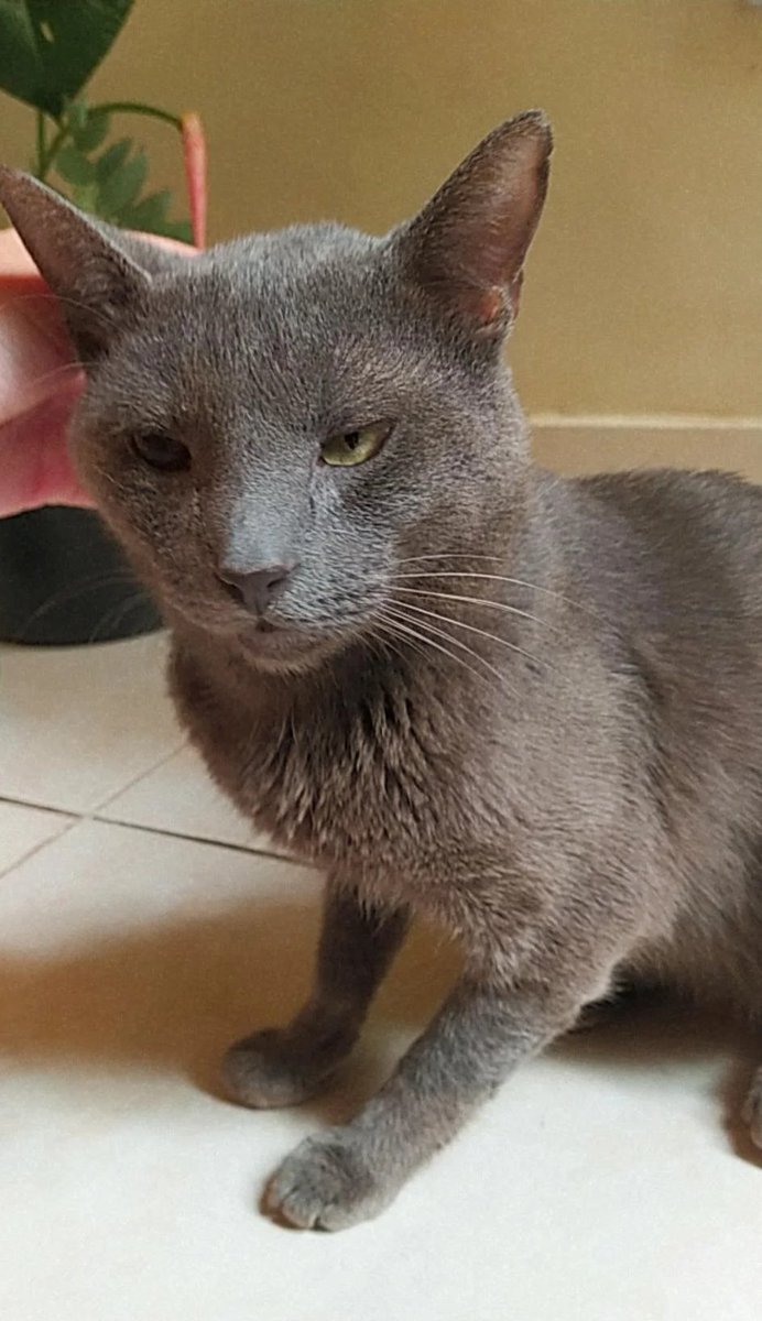 St4rgeek's tweet image. *ATENÇÃO AJUDEM NA VAKINHA*
Oi pessoal, esse é o Nick, ele passou por duas cirurgias, uma para recolocar o olho no lugar e outra para colocar pino na boca. A vakinha existe para ajudar com o acompanhamento veterinário e remédios (a thread é atualizada, para mostrar o estado dele)