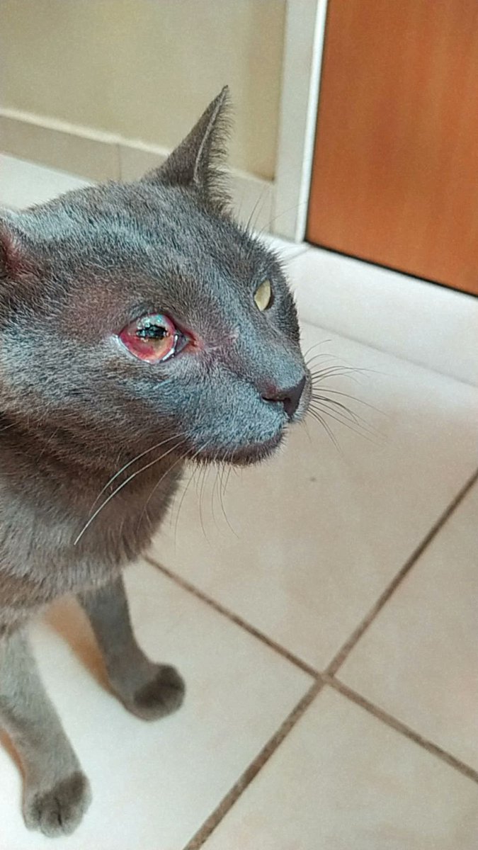 St4rgeek's tweet image. *ATENÇÃO AJUDEM NA VAKINHA*
Oi pessoal, esse é o Nick, ele passou por duas cirurgias, uma para recolocar o olho no lugar e outra para colocar pino na boca. A vakinha existe para ajudar com o acompanhamento veterinário e remédios (a thread é atualizada, para mostrar o estado dele)