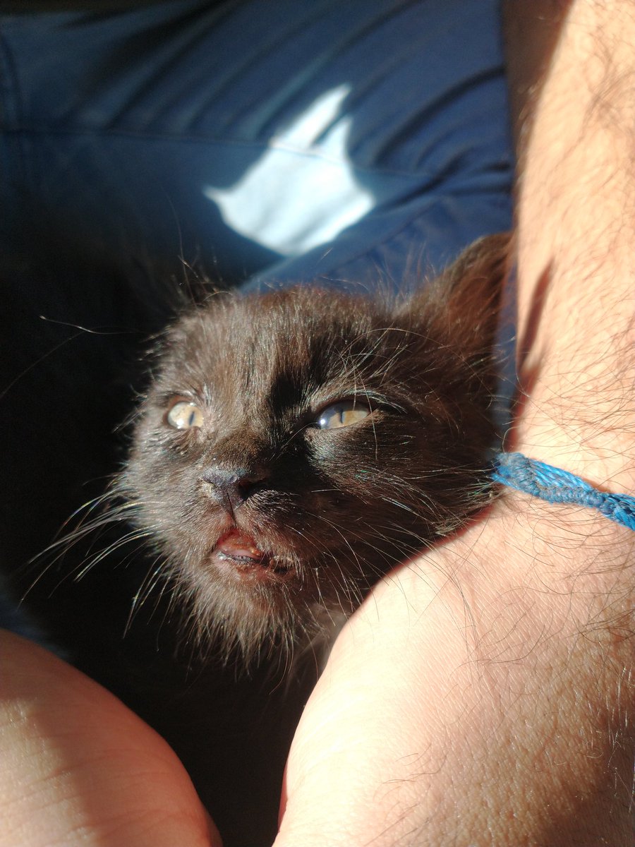 Hola a todos. Hace una semana decidí adoptar un gatito. Busqué en Facebook y me encontré una panterita bebé en muy mal estado. Decidí darle una oportunidad a ese bebé.Apenas lo tuve lo llevé al veterinario me dijo que tenía la cola quebrada, y tenía un golpe en la boca (+)