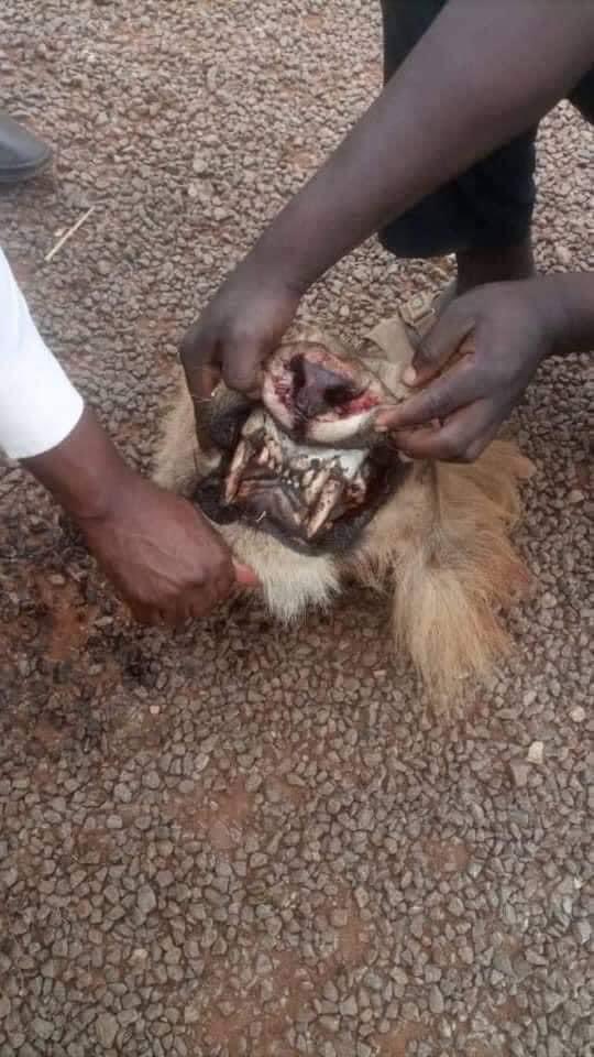 djigueibrah's tweet photo. Quelque part sur le Net
Un homme en Ouganda s'est battu avec un lion et il l'a tué de ses deux mains!!!😮😮🤭
C’est un fait réel https://t.co/AbuEWoK1vK