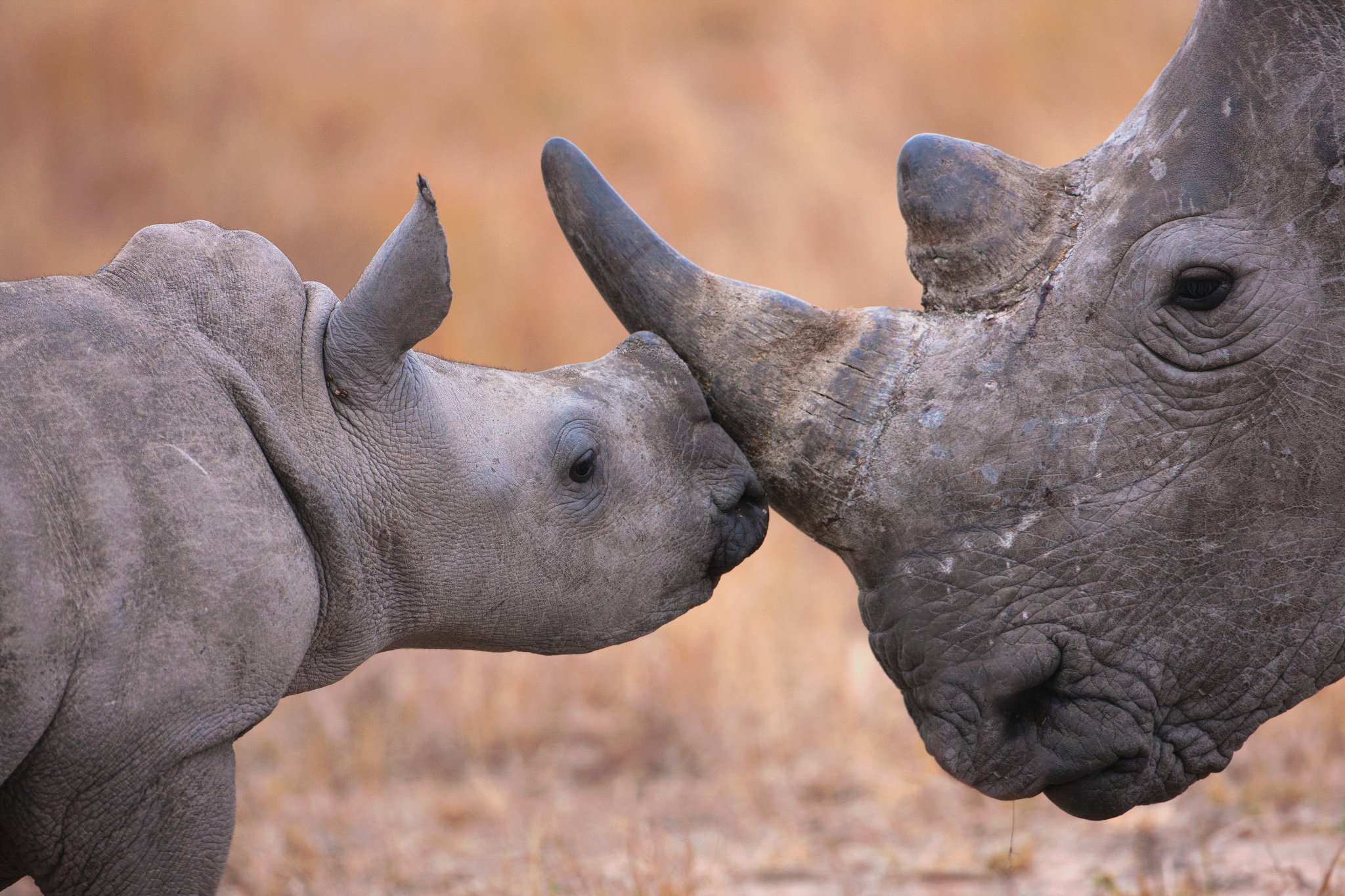 Animal on Twitter "Do you know what a group of rhinoceroses is called? A crash of rhinos