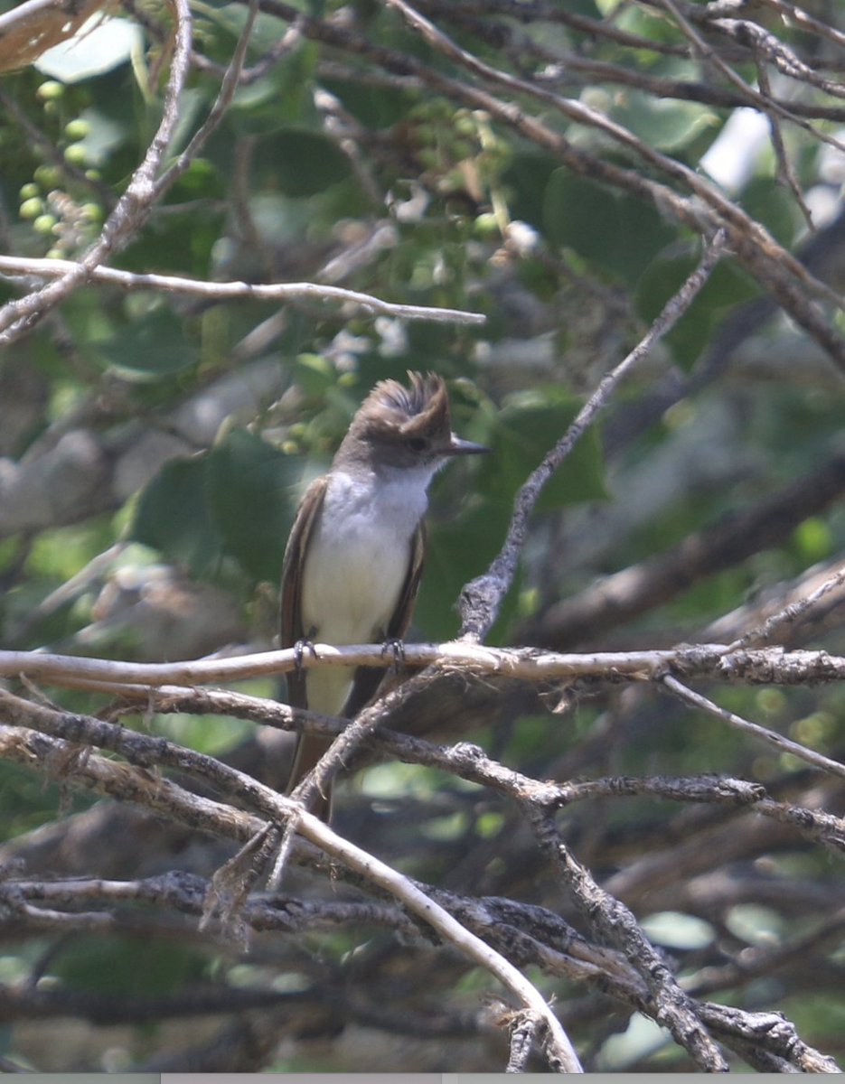 ash-throated flycatcher. #birding #birdphotography