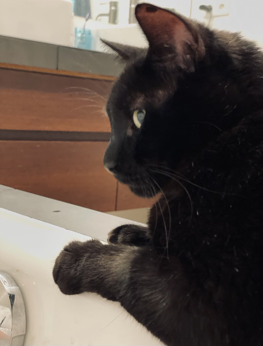 AmbassacatBXL's tweet photo. This requires supervision. #BaffTime https://t.co/NjvrqrXVvC