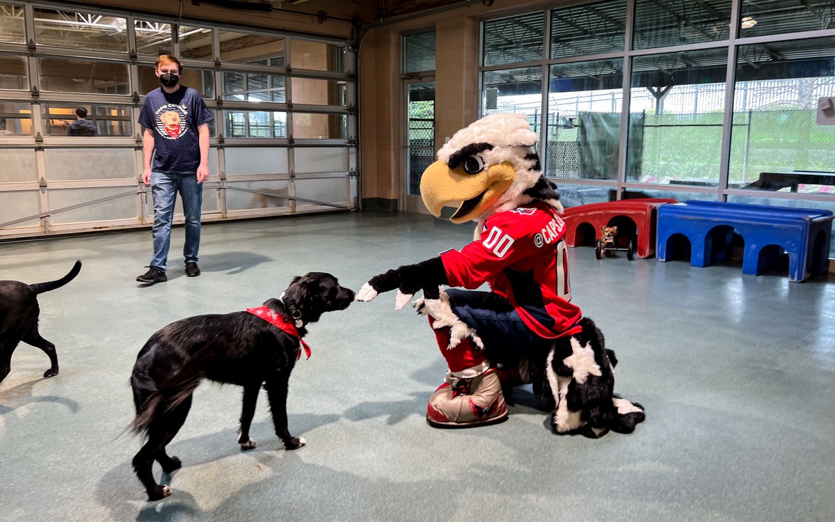 Capitals's tweet photo. The #CapsCanines are having themselves a ball at our #CapsPens watch party at @OTPetResorts! 🐶🏒

#ALLCAPS https://t.co/VbG0KyHuDS