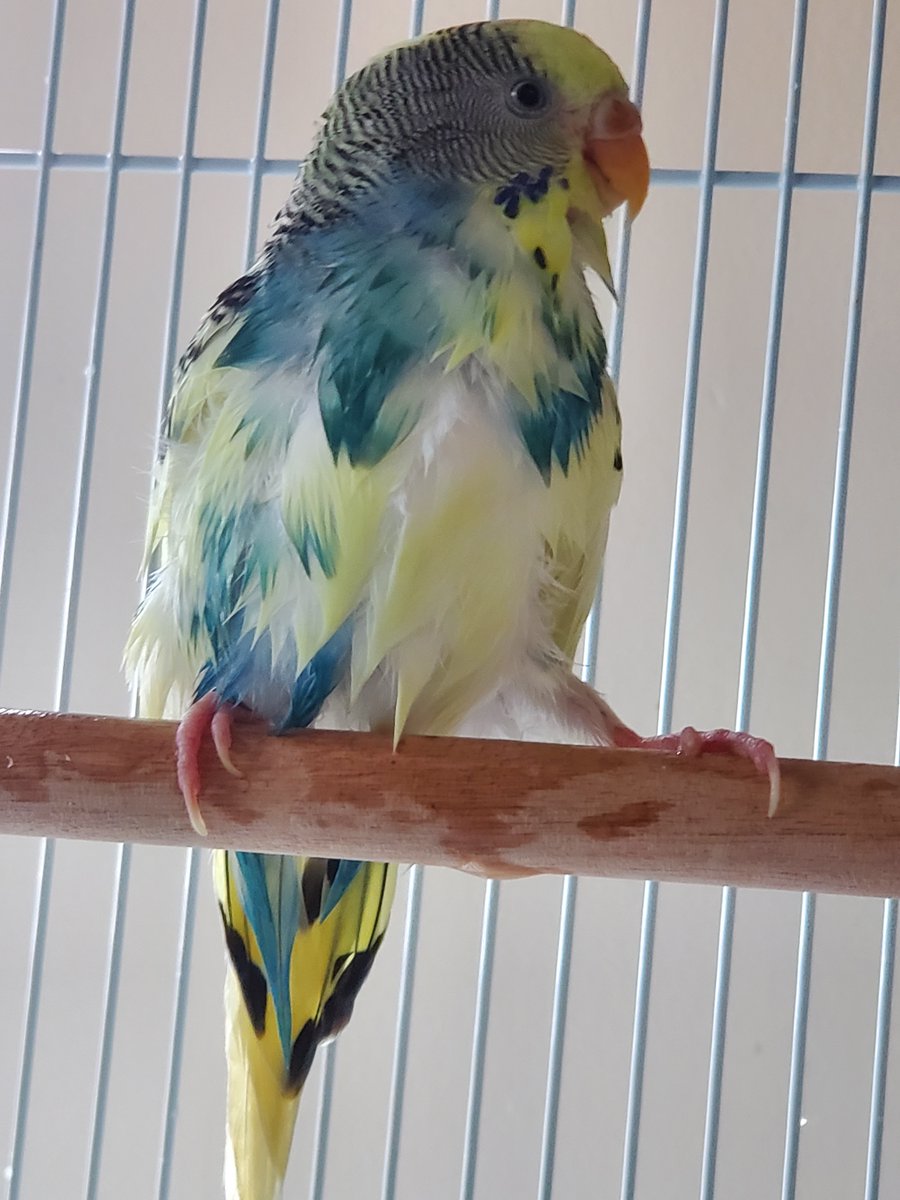Kurvatis's tweet photo. wet chicken https://t.co/39quV4RaqG