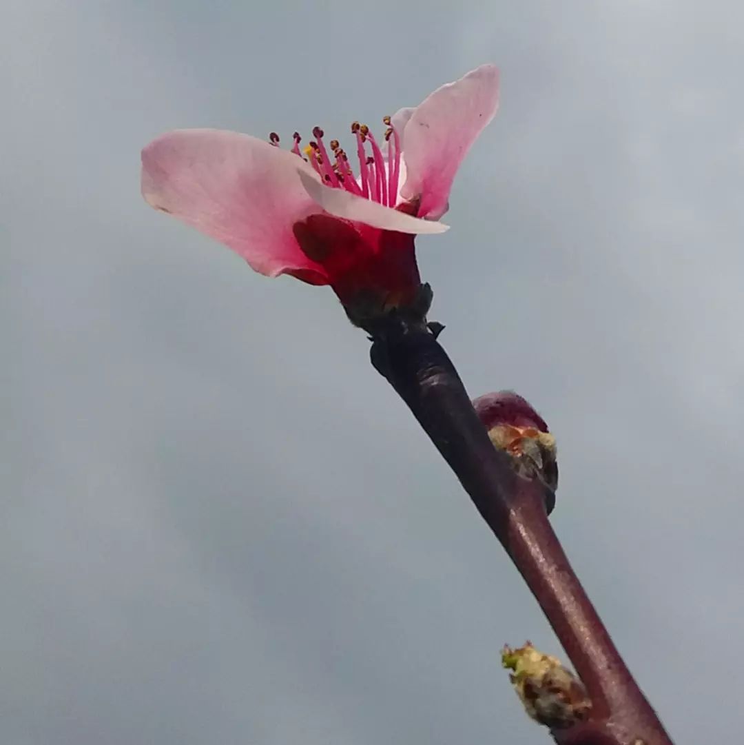 PhotoMeralMeri's tweet photo. #PhotographbyMeralMeri
#Photograph
#Photo #flower #spring #sea https://t.co/NBI86fHa4L