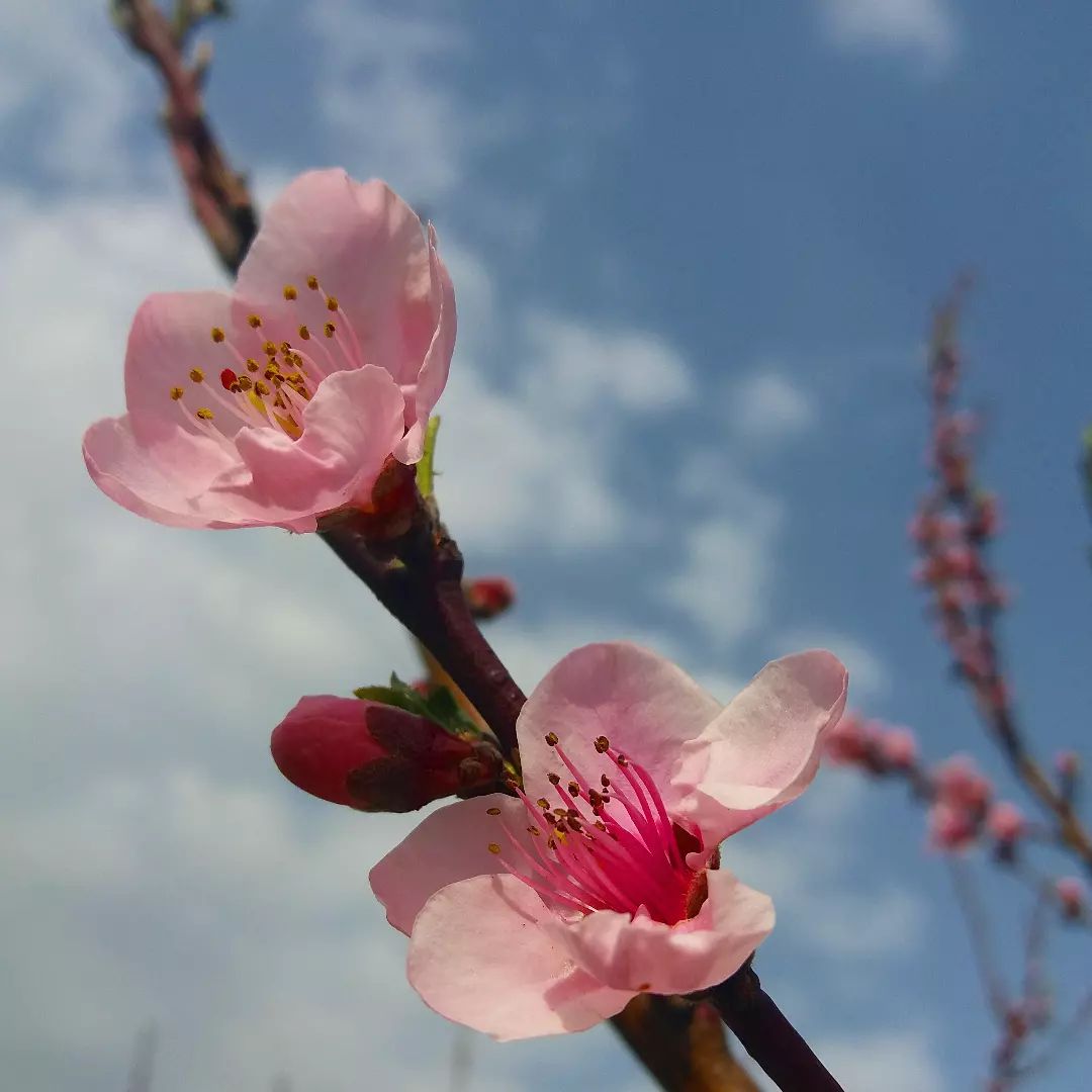 PhotoMeralMeri's tweet photo. #PhotographbyMeralMeri
#Photograph
#Photo #flower #spring #sea https://t.co/NBI86fHa4L