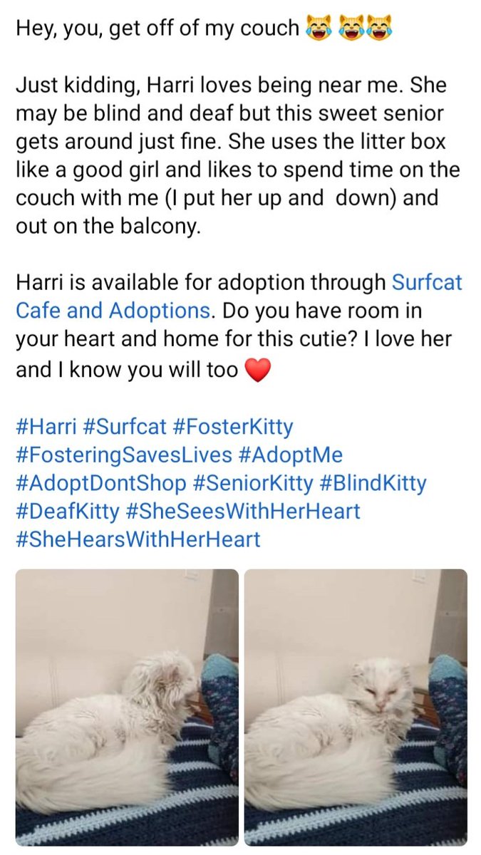 SusanLDorazio's tweet photo. Harri is available for adoption through @surfcatadoption.Do you have room in your heart and home for this cutie?
#Harri #Surfcat #FosterKitty #FosteringSavesLives #AdoptMe #AdoptDontShop #SeniorKitty #BlindKitty #DeafKitty #SheSeesWithHerHeart #SheHearsWithHerHeart https://t.co/lVeS2sMzsQ