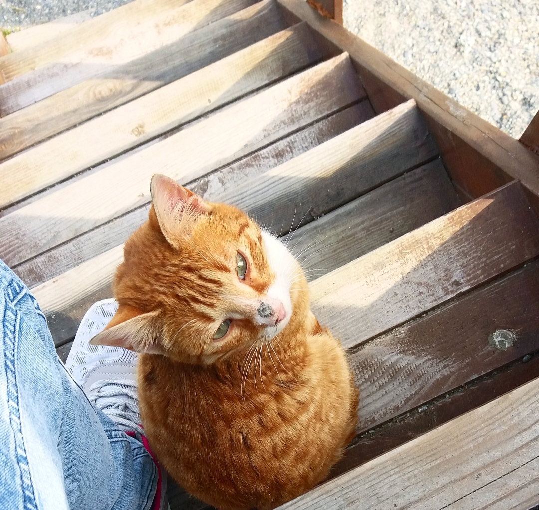 PhotoMeralMeri's tweet photo. #PhotographbyMeralMeri
#Photograph
#Photo #flower #spring #sea #cat https://t.co/4WftLhjdKu