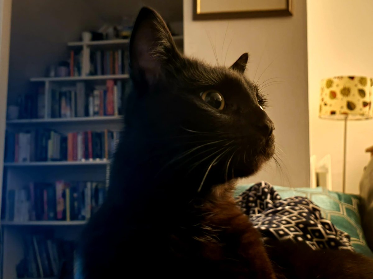 RonKnope's tweet photo. Then I look at you, and the world's alright with me
#CatsOfTwitter #knope https://t.co/62Ljc9UY7e