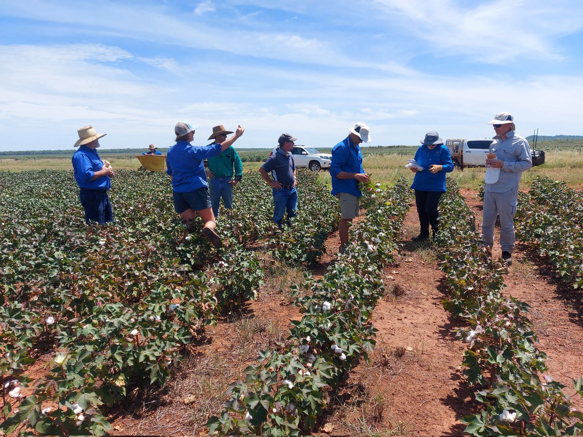 CottonHubUNE's tweet photo. What do you get when you take a soil scientist,  a pathologist,  an agronomist, a virologist, a weed scientist and an entomologist to the NT? 
A week of incredible learning and education. Thank you to all involved #cotton #systemscience #holistic https://t.co/17Zavry4qh