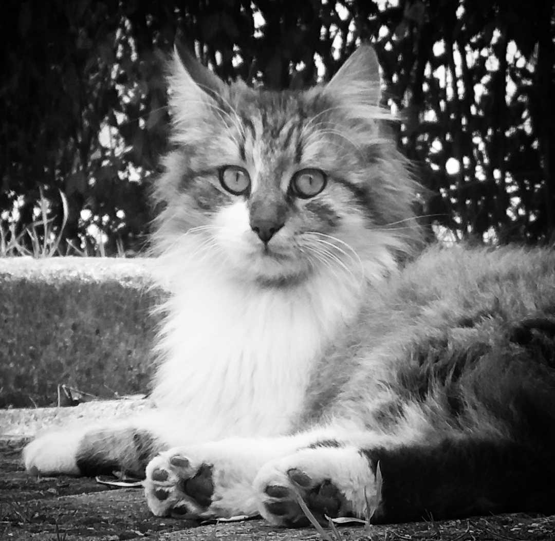 PhotoMeralMeri's tweet photo. #PhotographbyMeralMeri
#Photograph
#Photo #flower #spring #sea  #cat https://t.co/8W65TUfnrM