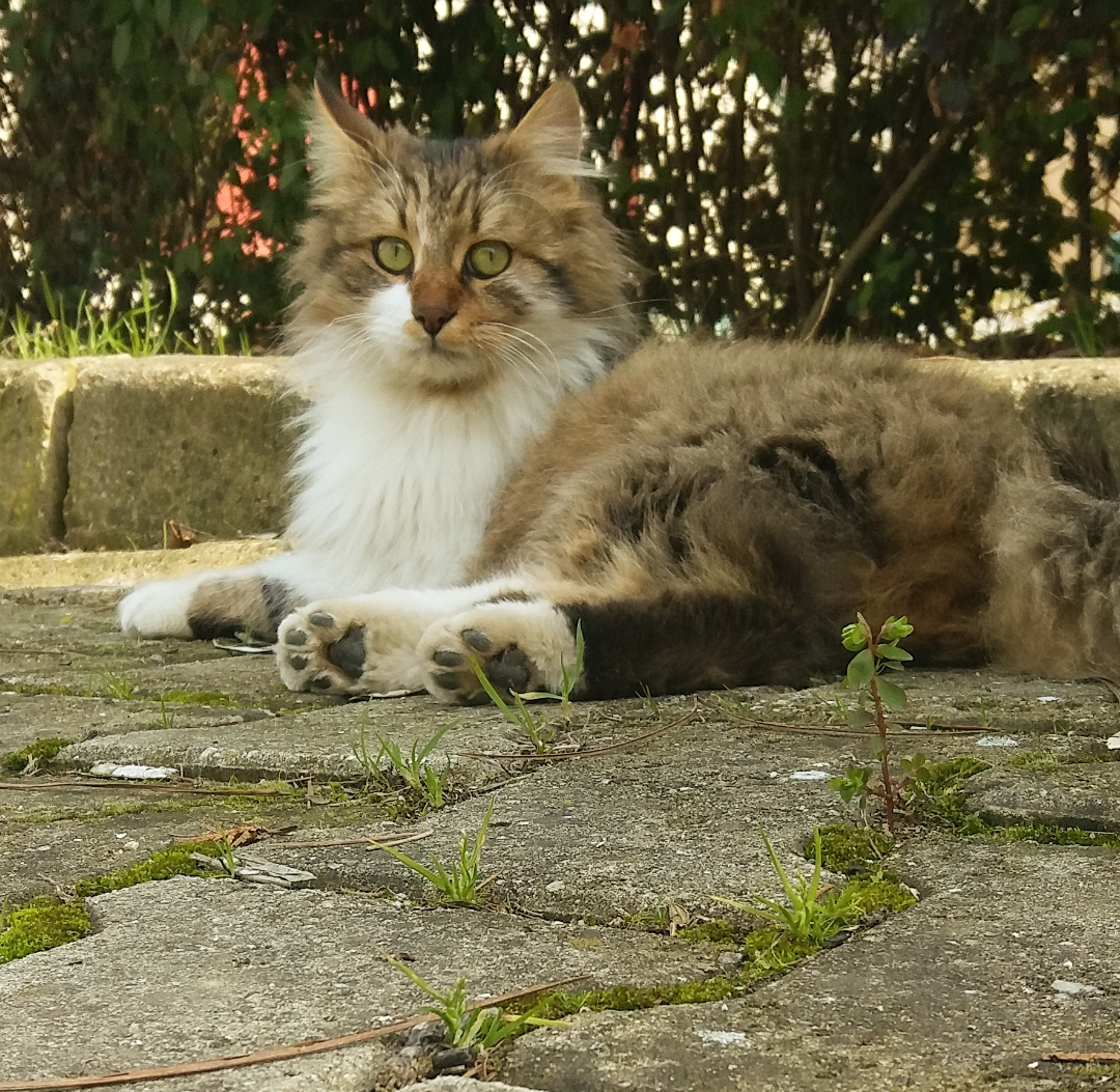 PhotoMeralMeri's tweet photo. #PhotographbyMeralMeri
#Photograph
#Photo #flower #spring #sea  #cat https://t.co/8W65TUfnrM