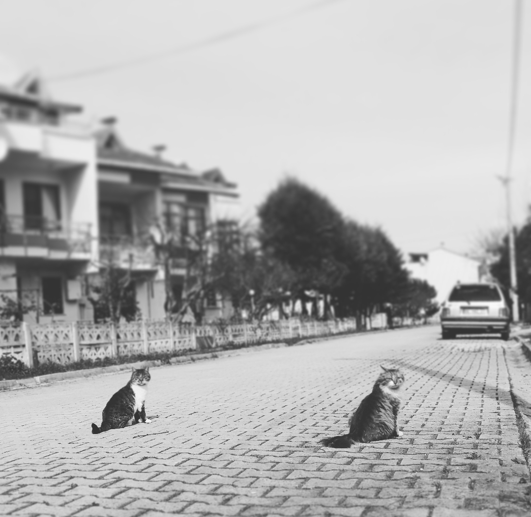 PhotoMeralMeri's tweet photo. #PhotographbyMeralMeri
#Photograph
#Photo #flower #spring #sea #cat https://t.co/AClgdVVHGx