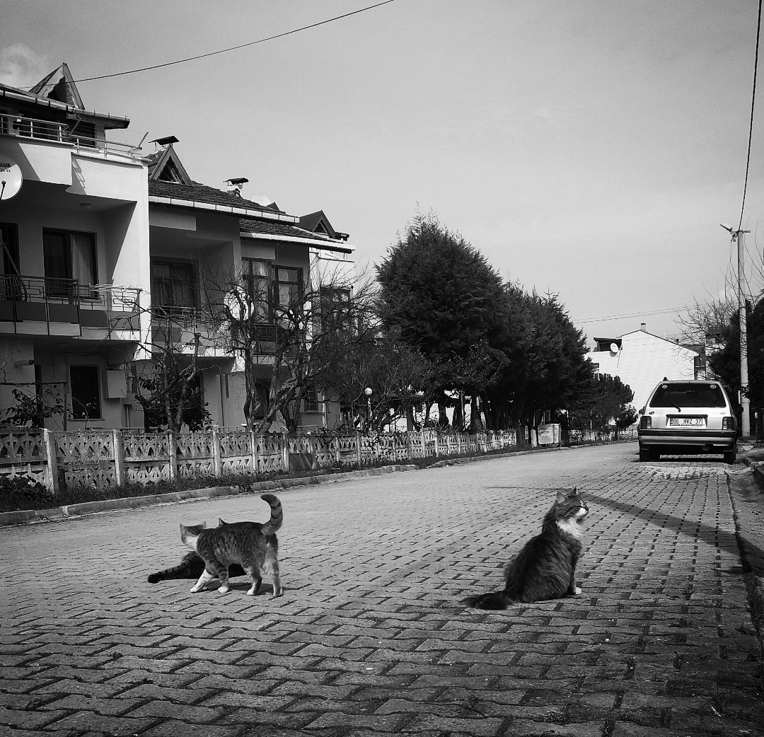 PhotoMeralMeri's tweet photo. #PhotographbyMeralMeri
#Photograph
#Photo #flower #spring #sea #cat https://t.co/AClgdVVHGx