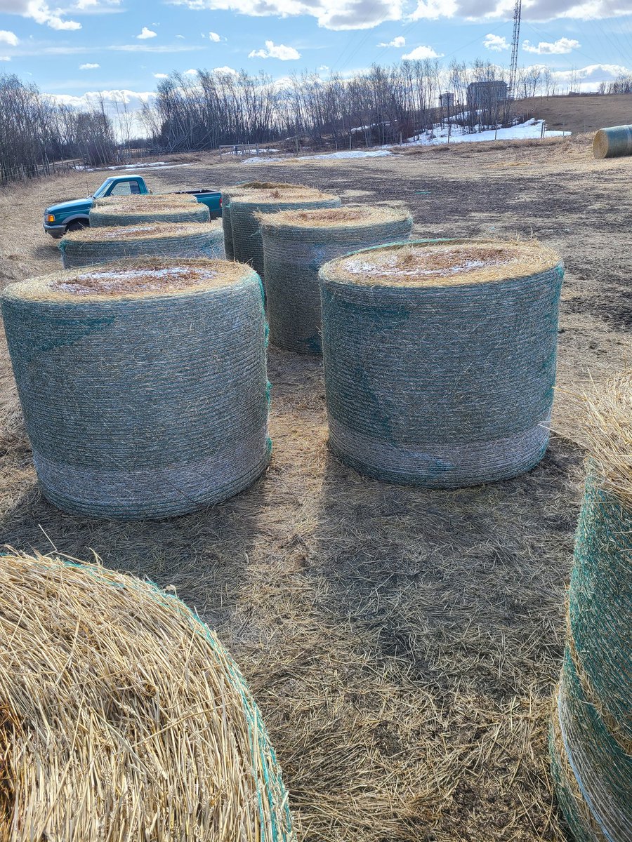 SteveLingley's tweet photo. Another Saturday of pouring molasses on bales...helped us get through a tight year https://t.co/kCzGrs78O5