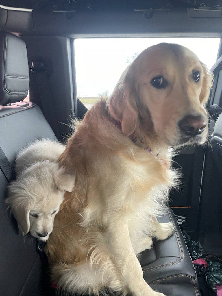 davidbarthel1's tweet image. Two Golden’s is constant entertainment.