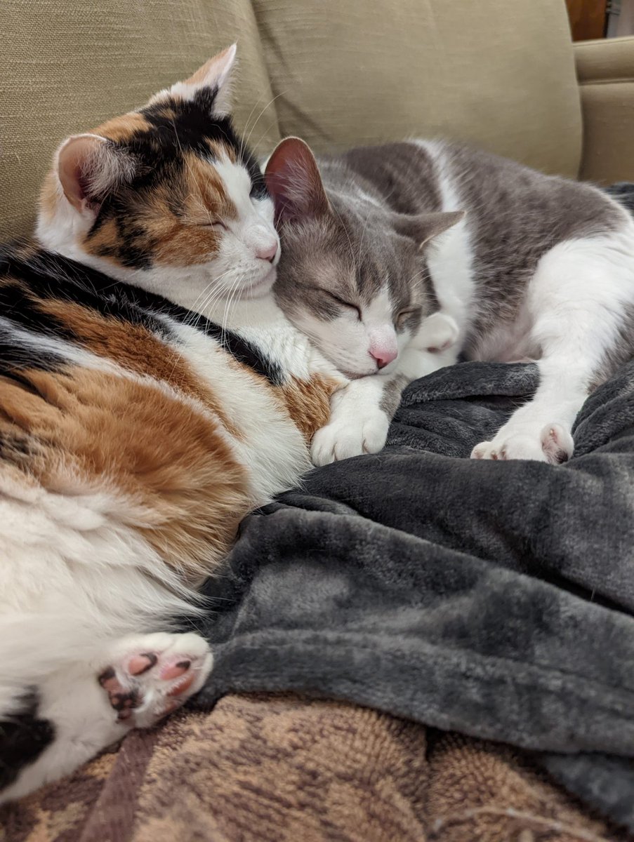 Angel Sam,Gracie&Cooper tweet media