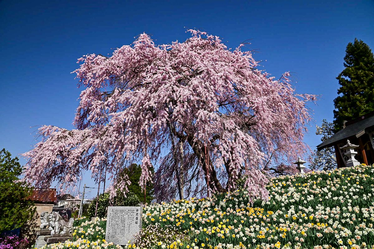 ybr1252014's tweet photo. 玉川村、金比羅桜

#福島撮影隊
#ふくつぶ
#桜
#空ネット
#玉川村
#福島の桜2022 https://t.co/eHRpcPOkW2