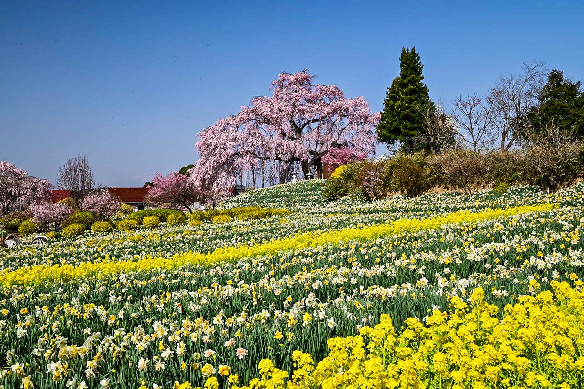 ybr1252014's tweet photo. 玉川村、金比羅桜

#福島撮影隊
#ふくつぶ
#桜
#空ネット
#玉川村
#福島の桜2022 https://t.co/eHRpcPOkW2