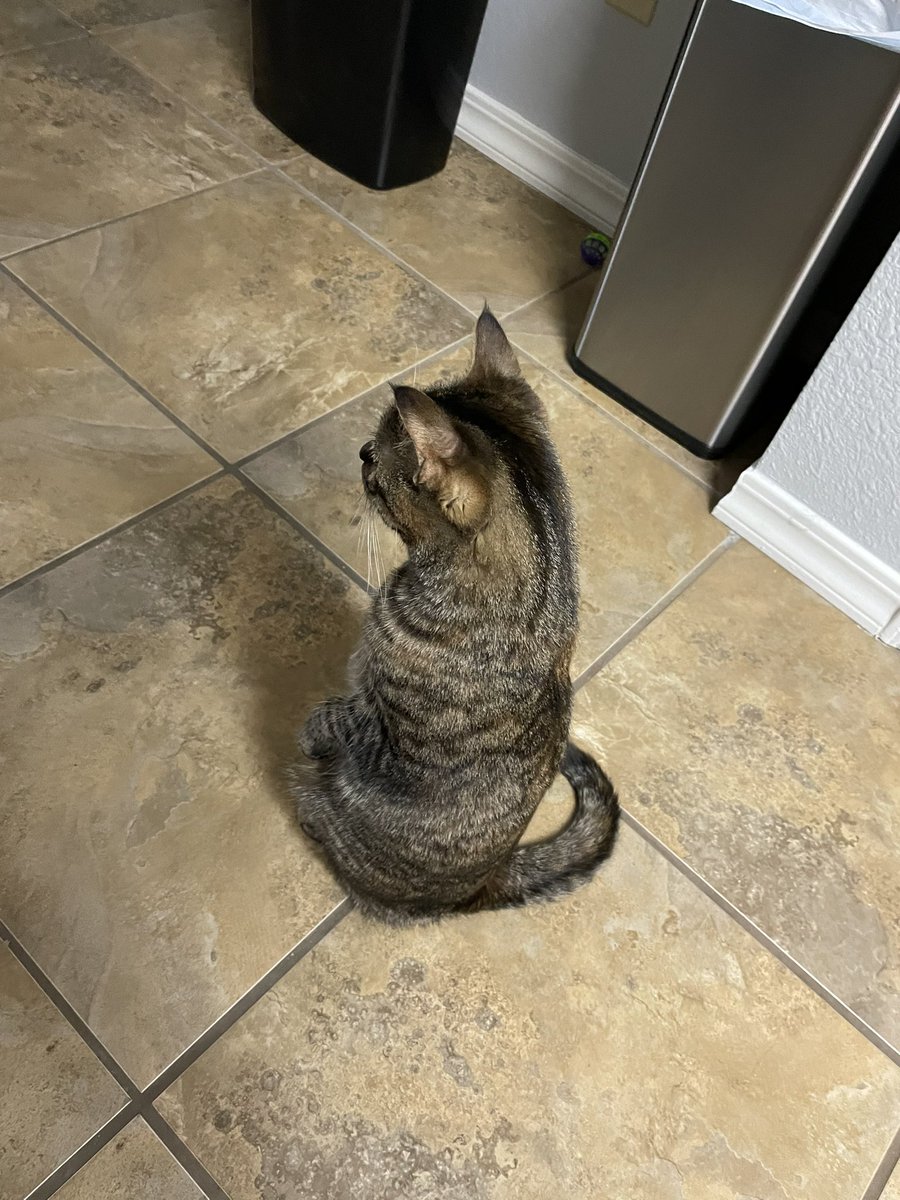 pepper_standing's tweet photo. Cat. 

#cat #catsstandingup #standingcats #CatsOnTwitter #CatsOfTwitter https://t.co/QAvkiUbHOf